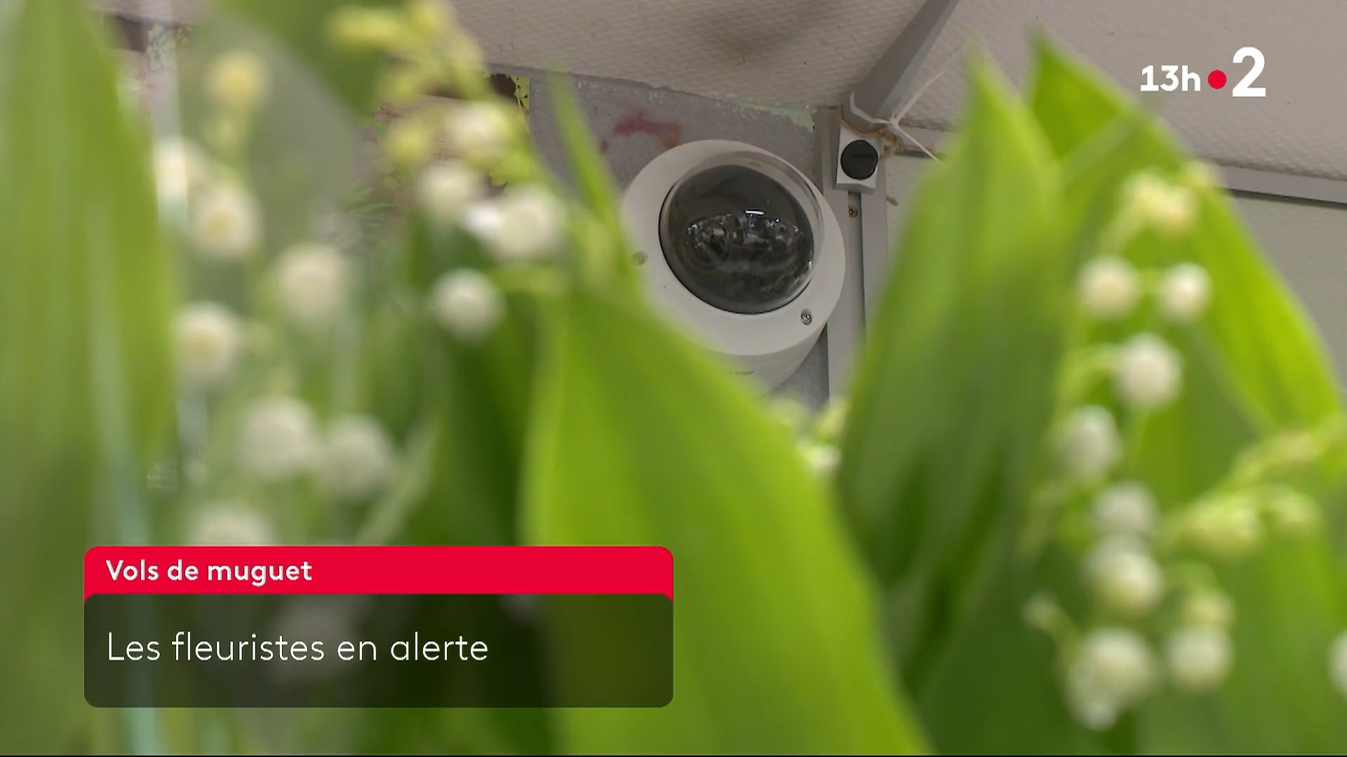 Un muguet très présent dans les médias