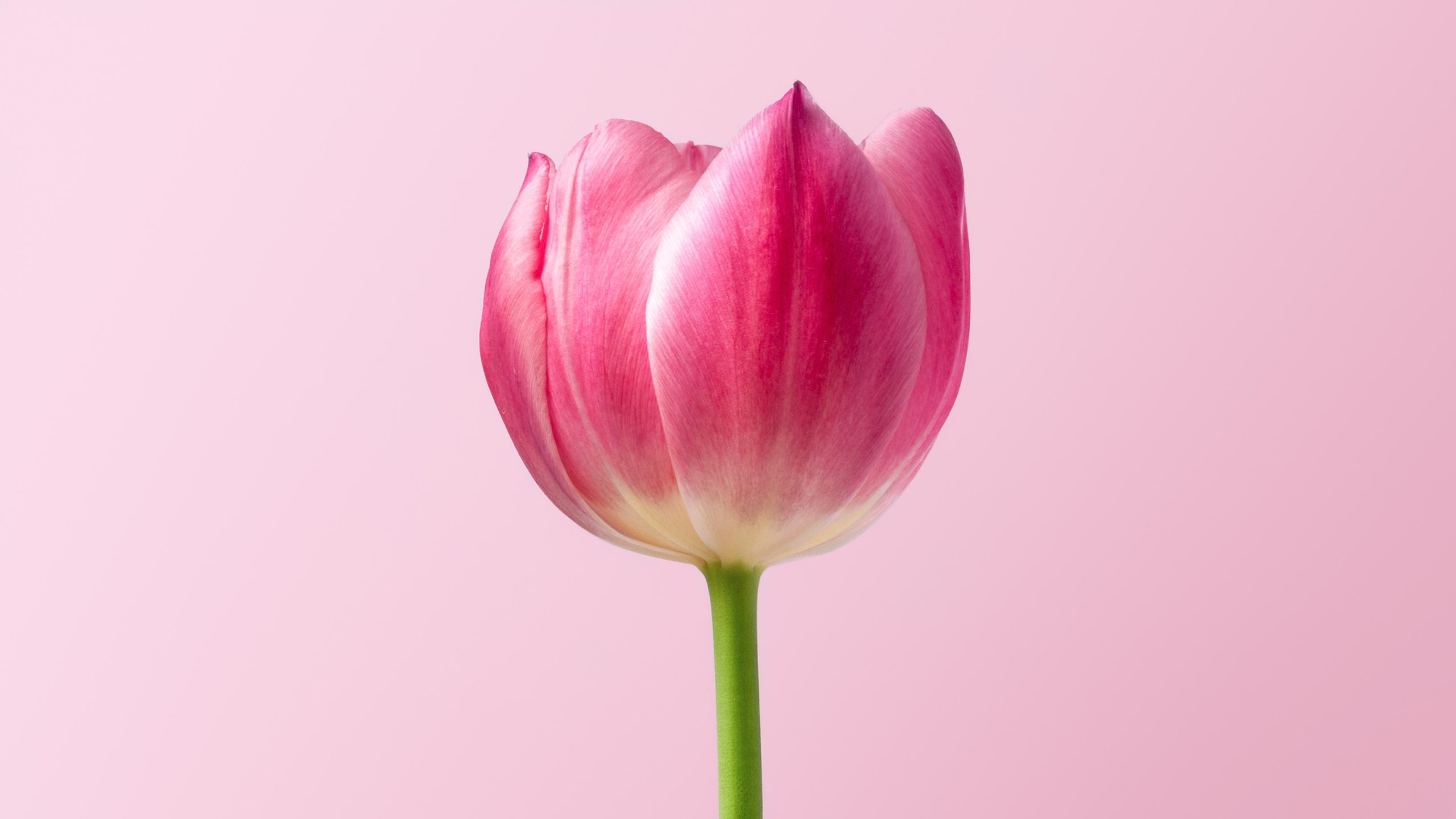 « FloriPEFCR », une méthode de calcul de l’empreinte environnementale des fleurs et plantes