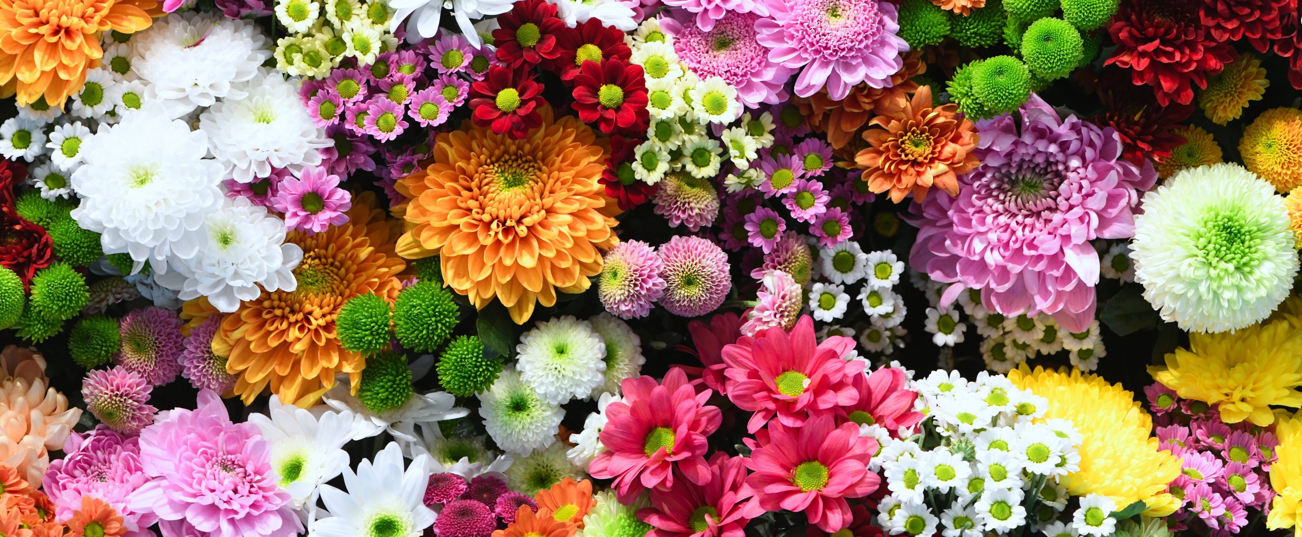 Publication du bilan du commerce extérieur des produits de l’horticulture ornementale