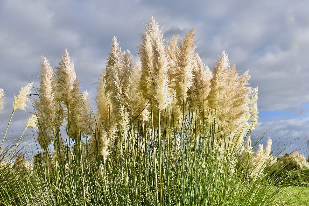Herbe de la Pampa : rappel de l’interdiction concernant les plants en pots